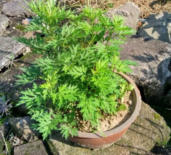 細菌最「討厭」3種植物,養「10盆」也不嫌多,能讓家人更健康!!