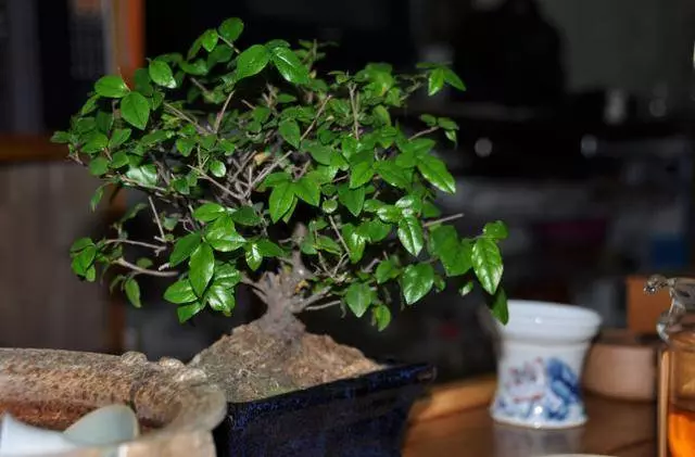 細菌最「討厭」3種植物,養「10盆」也不嫌多,能讓家人更健康!!