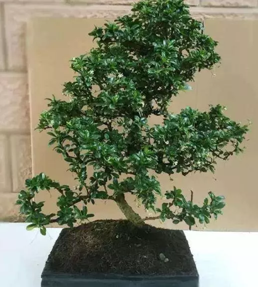 細菌最「討厭」3種植物,養「10盆」也不嫌多,能讓家人更健康!!
