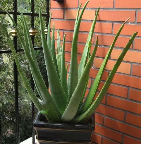細菌最「討厭」3種植物,養「10盆」也不嫌多,能讓家人更健康!!