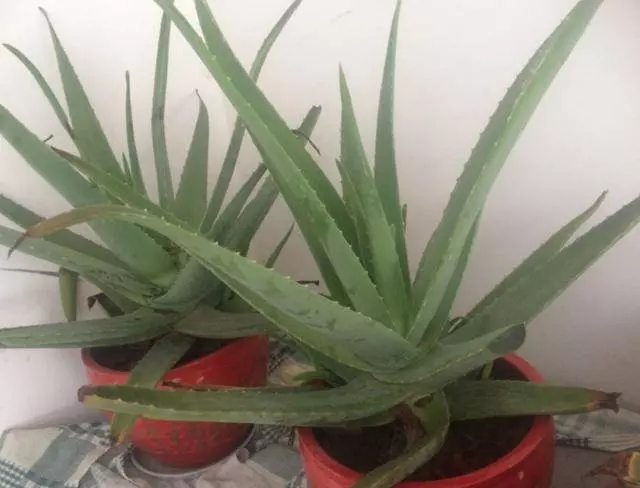 細菌最「討厭」3種植物,養「10盆」也不嫌多,能讓家人更健康!!