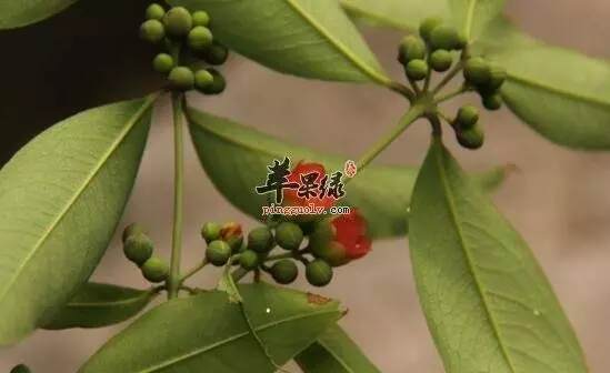 「真實個案」吃草藥排水瘤,母女檔公開救人秘方!