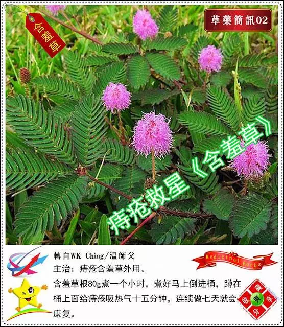 30種草藥用法!!趕緊收藏起來!