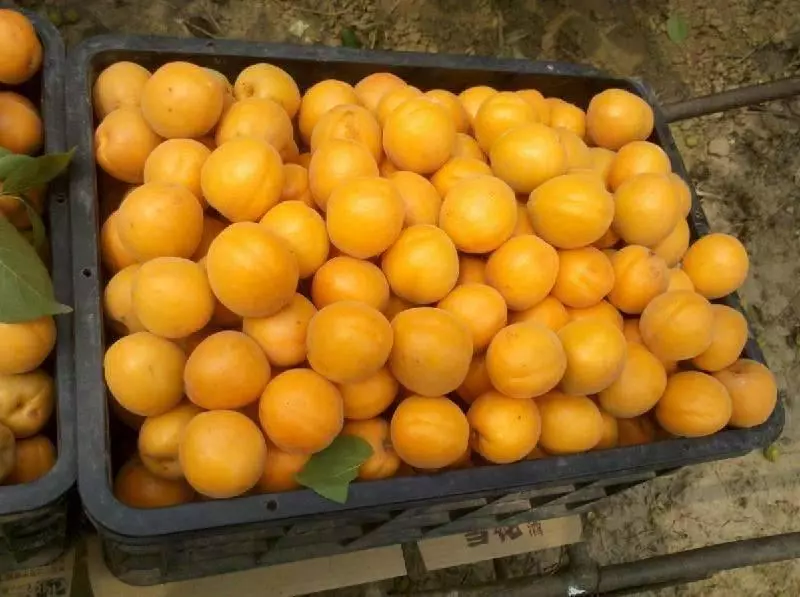 吃水果對身體好,但不是所有水果都對人體有好處,這5種水果能不吃就不吃!