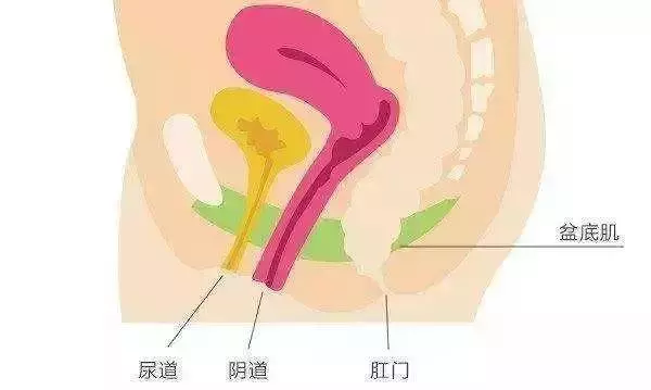 一打噴嚏、咳嗽就漏尿?這是病!大多女人避無可避