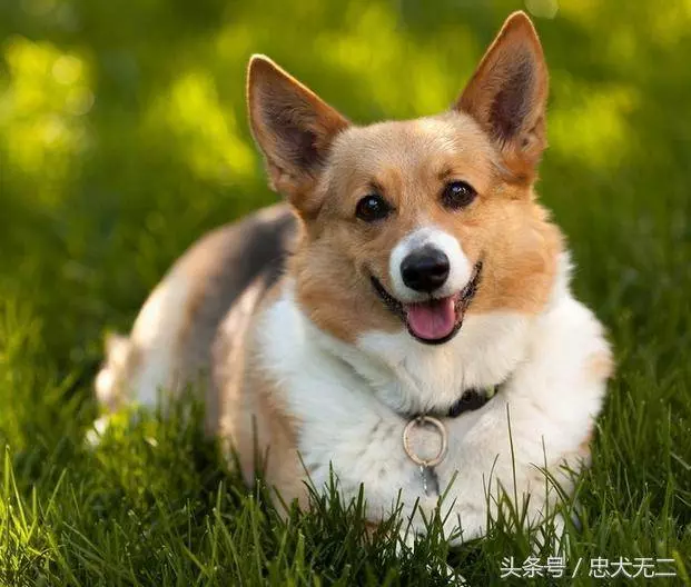 前半生總是奔波勞碌,後半生得天眷顧,享福不盡的6大生肖!