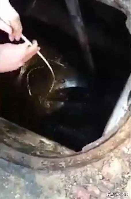 下水道之怪魚王,黑暗中長到兩米,活吞流浪貓,被環衛工鐵鉤釣起