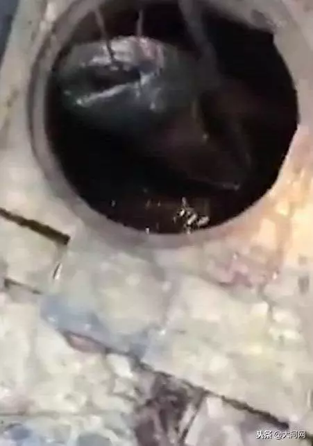 下水道之怪魚王,黑暗中長到兩米,活吞流浪貓,被環衛工鐵鉤釣起