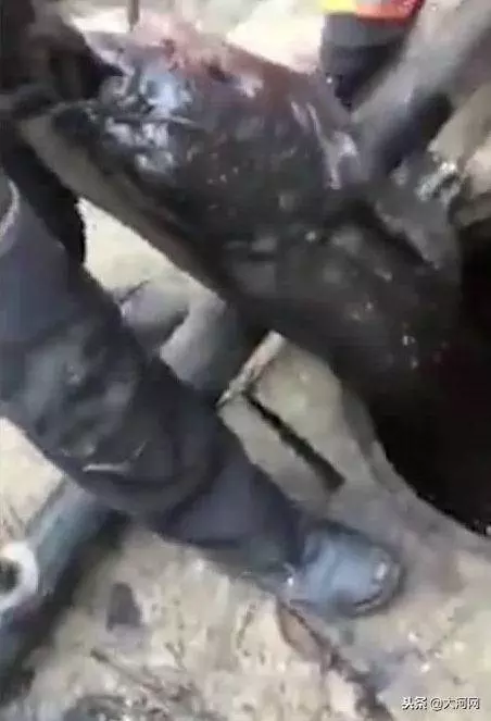 下水道之怪魚王,黑暗中長到兩米,活吞流浪貓,被環衛工鐵鉤釣起