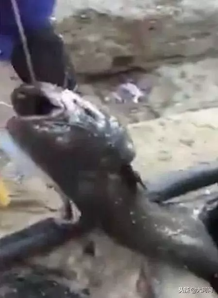 下水道之怪魚王,黑暗中長到兩米,活吞流浪貓,被環衛工鐵鉤釣起