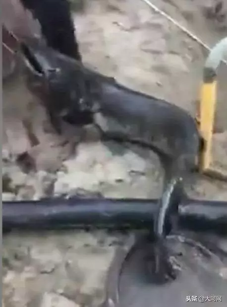 下水道之怪魚王,黑暗中長到兩米,活吞流浪貓,被環衛工鐵鉤釣起
