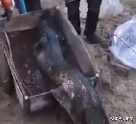 下水道之怪魚王,黑暗中長到兩米,活吞流浪貓,被環衛工鐵鉤釣起