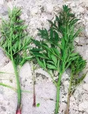 警惕!馬上檢查一下家裡廚房,發現這個趕緊扔掉!有劇毒!
