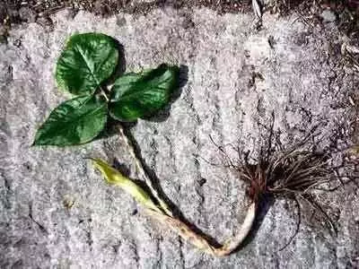 警惕!馬上檢查一下家裡廚房,發現這個趕緊扔掉!有劇毒!