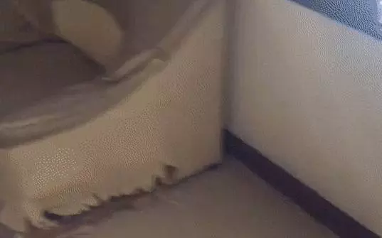 養了哈士奇從沒無聊過 主人很崩潰:每天都要救牠一次!