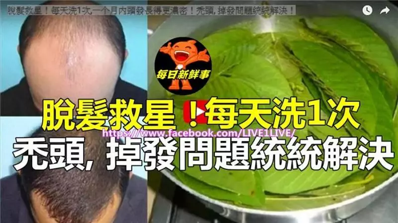 芭樂葉煮水「脫髮救星」芭樂葉泡茶「降三高」原來芭樂葉那麼好用啊!