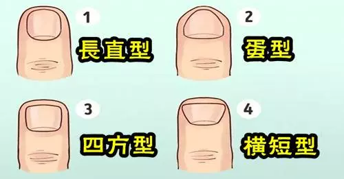 看你的指甲形狀,看你性格命運,據說很準!