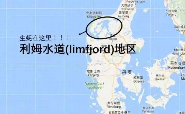 丹麥海岸線堆滿生蚝,政府神招:歡迎中國人來吃!