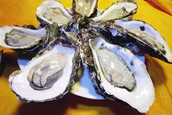 丹麥海岸線堆滿生蚝,政府神招:歡迎中國人來吃!
