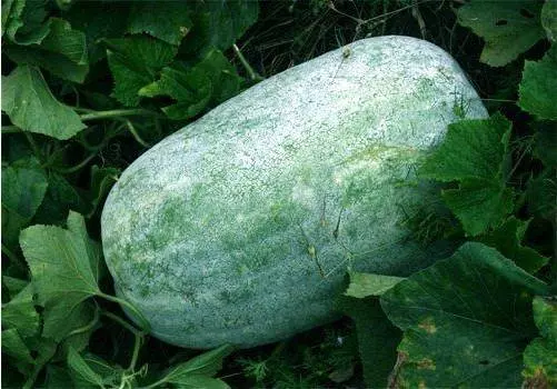 食療治癒痛風「排出尿酸」最好的2種蔬菜!試試看超有效!
