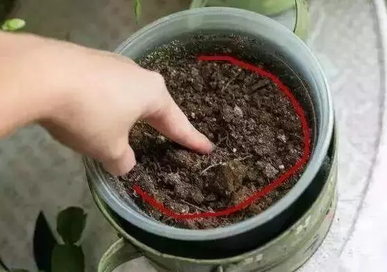花店老闆不小心透露,花盆裡滴一滴油,一個月爆盆 十年不黃葉!