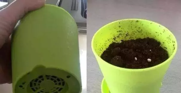 花店老闆不小心透露,花盆裡滴一滴油,一個月爆盆 十年不黃葉!