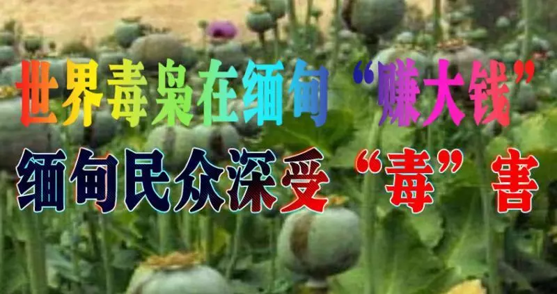 世界毒梟在緬甸「賺大錢」,緬甸民眾深受「毒」害