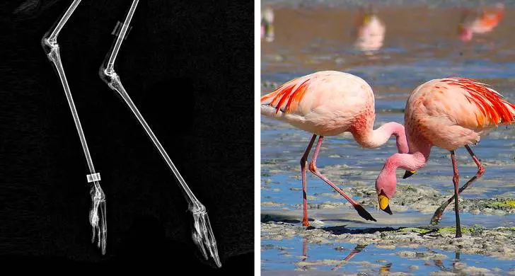 15張「連獸醫都沒完整見過」的動物X光圖 刺蝟一照才發現胃裡有秘密!