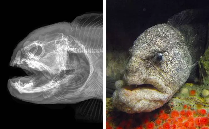 15張「連獸醫都沒完整見過」的動物X光圖 刺蝟一照才發現胃裡有秘密!