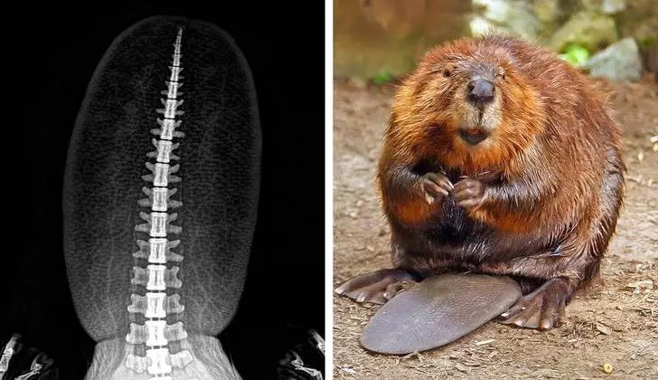 15張「連獸醫都沒完整見過」的動物X光圖 刺蝟一照才發現胃裡有秘密!