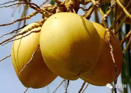 椰子水好厲害~隱藏著的【7大功效】由內而外改善健康