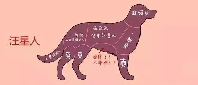 原來摸狗狗的這些地方,他們會加倍「爽」