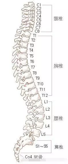 脊椎不好真的好痛苦,特推薦「矯正脊椎」好方法!不吃藥、不打針,簡易可行!