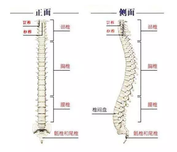 脊椎不好真的好痛苦,特推薦「矯正脊椎」好方法!不吃藥、不打針,簡易可行!