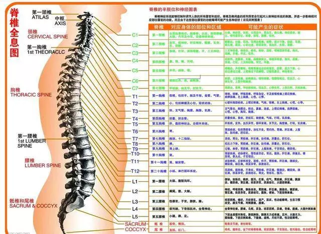脊椎不好真的好痛苦,特推薦「矯正脊椎」好方法!不吃藥、不打針,簡易可行!