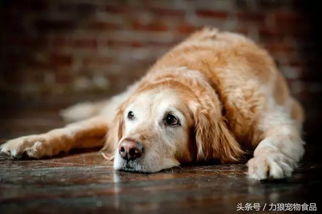 相伴10多年的愛寵即將離世了,這12件必須做的事!你做了幾件