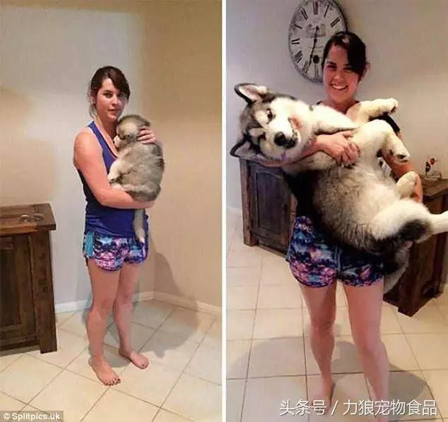 相伴10多年的愛寵即將離世了,這12件必須做的事!你做了幾件