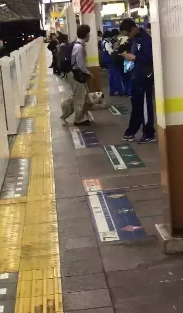 導盲犬「被主人踹頭」不敢吭聲 「夾尾巴繼續引路」眾人心疼:牠為你付出那麼多!
