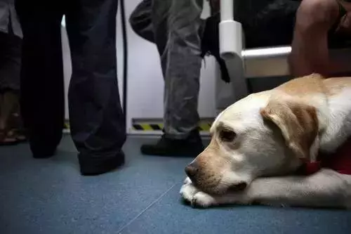 導盲犬「被主人踹頭」不敢吭聲 「夾尾巴繼續引路」眾人心疼:牠為你付出那麼多!