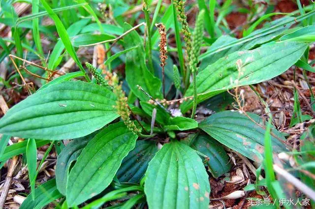 85歲的老人用一種草藥熬水當茶喝,控製糖尿病