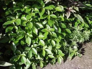 網友分享!喝了三次,子宮瘤會消散,免開刀!