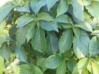 網友分享!喝了三次,子宮瘤會消散,免開刀!