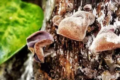 血不通,百病生!一碗湯讓你的血管暢通、血栓一掃光!便宜又有效!