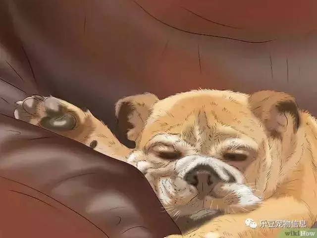 訓練狗狗的十三種常用教程全收錄,你一定用的著