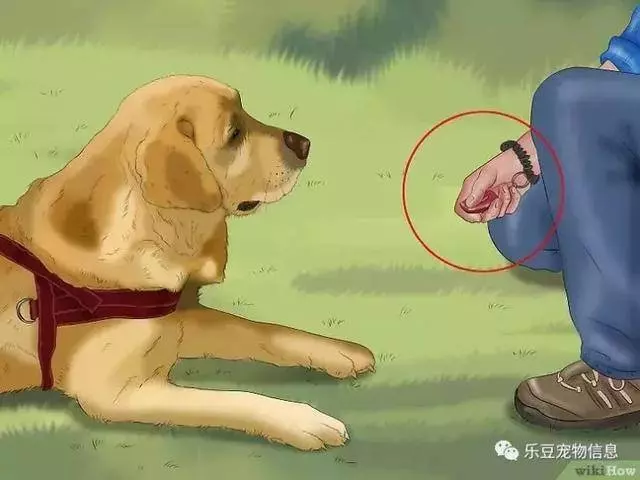 訓練狗狗的十三種常用教程全收錄,你一定用的著