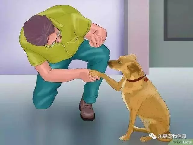 訓練狗狗的十三種常用教程全收錄,你一定用的著