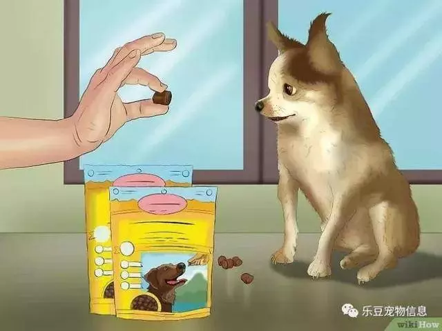 訓練狗狗的十三種常用教程全收錄,你一定用的著