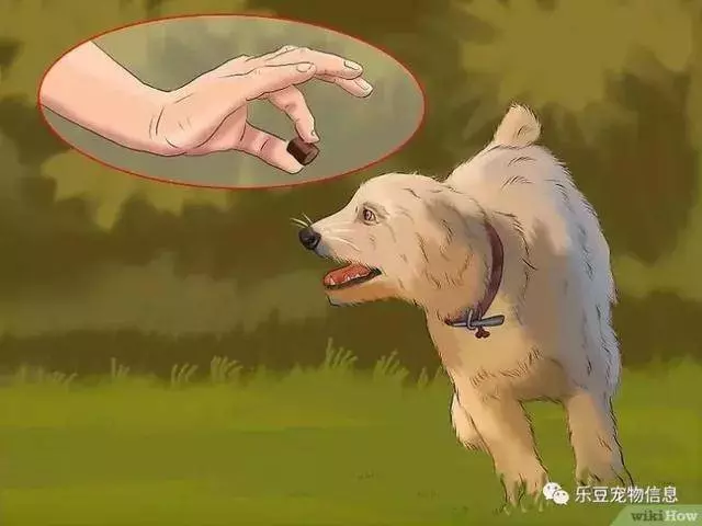 訓練狗狗的十三種常用教程全收錄,你一定用的著
