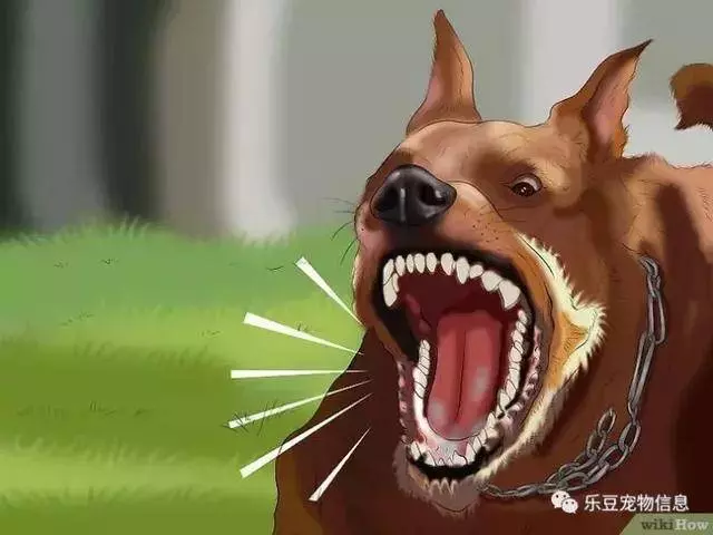 訓練狗狗的十三種常用教程全收錄,你一定用的著