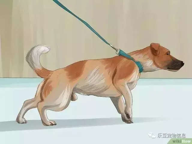 訓練狗狗的十三種常用教程全收錄,你一定用的著